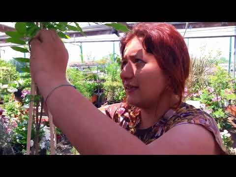 Video: Container Grown Wisteria - Guida alla coltivazione del glicine in vaso