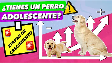 ¿Qué edad es la más dura para los perros?