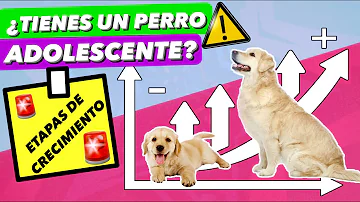 ¿A qué edad es más hiperactivo un cachorro?