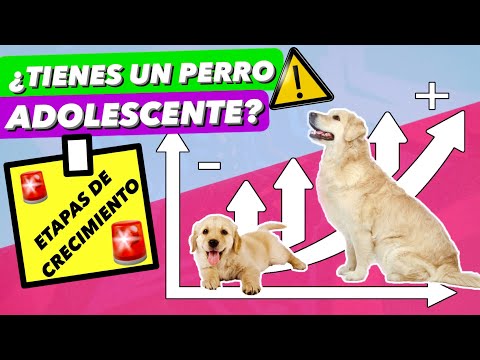 Video: ¿A qué edad pasa un cachorro en una etapa rebelde?