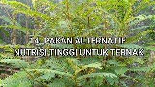14  PAKAN ALTERNATIF NUTRISI TINGGI UNTUK TERNAK | PETERNAK WAJIB TAHU | 90 Farm Malang part 2