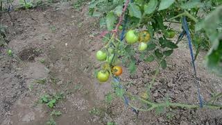 Tomato Farming In Nepal (नेपालमा गोलभेडाको खेती) Part II