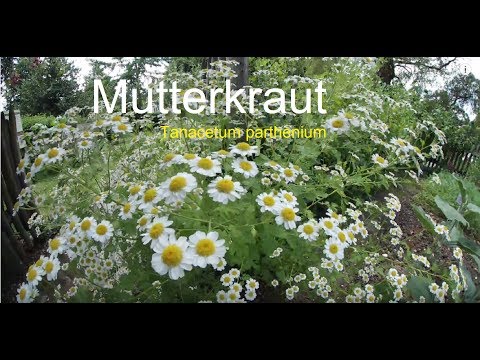 Video: Feurige Mutterkraut Blume. Reproduktion