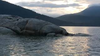 Howe Sound wildlife in 4k