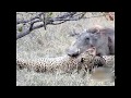 Leopard KILLS Warthog