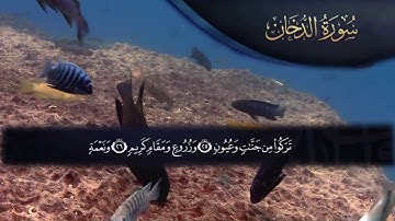 سورة الدخان (ايمن سمير)