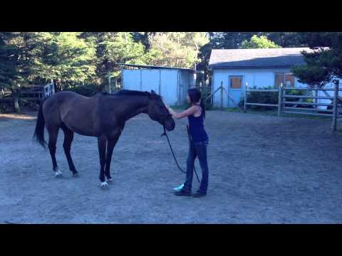 Cara Ajarkan Horse Anda ke Belakang