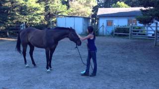 How to Teach Your Horse to Rear