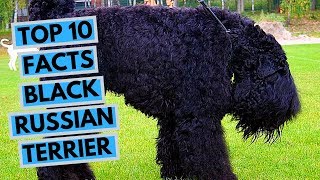 Black Russian Terrier  TOP 10 Interesting Facts