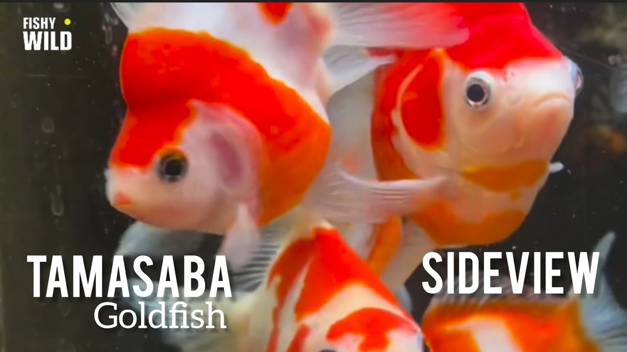 Ultimate Guide to Stunning Koi: Expert Tips and Breathtaking Footage!