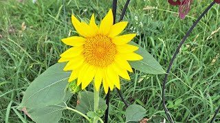 DOCTOR, SUNFLOWERS AND CHUPA CABRAS!