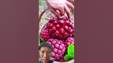 Quả Na Rừng Là Quả Gì Mà Nhìn Người Tìm Mua Đến Vậy#shortvideo#farming#farmer#fruit#sứckhỏe
