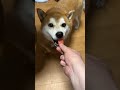 柴犬さん達と夏を食す その１【京の柴犬】てんちゃんネル #柴犬 #犬 #shiba