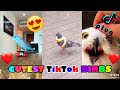 Cute tik tok birbs that cure my bad mood  february 2021