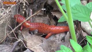 ⟹ Eastern Mud Salamander | Pseudotriton montanus | Hazleton Pennsylvania RARE!