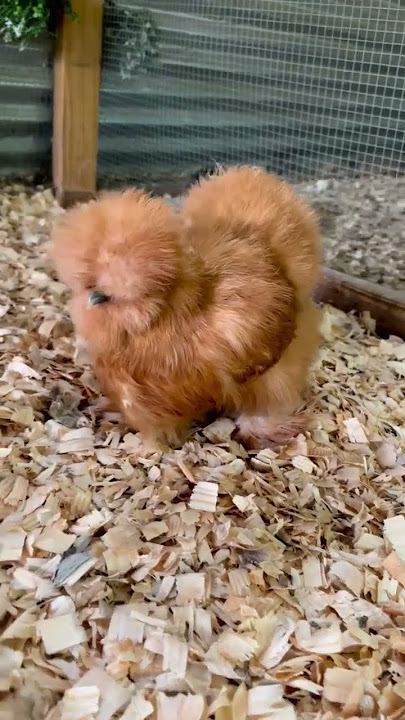 American Silkie Buff - dengan bulu yang super