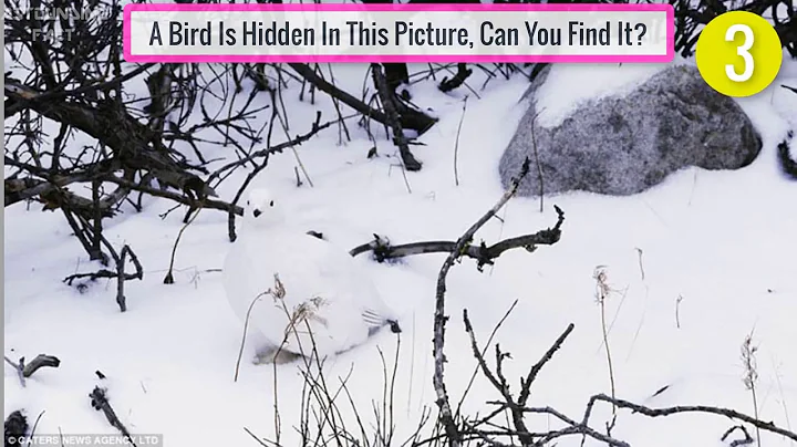 Nobody Can Find All The Hidden Animals   Optical Illusions   Brain Teasers 3