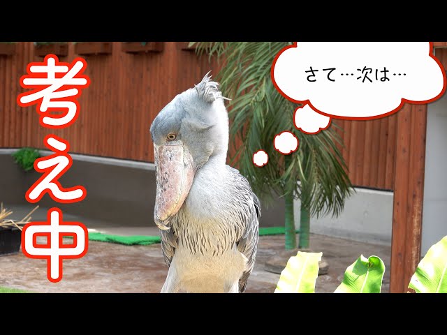 自分で考えていろいろやってるハシビロコウふたばちゃん!【夏の