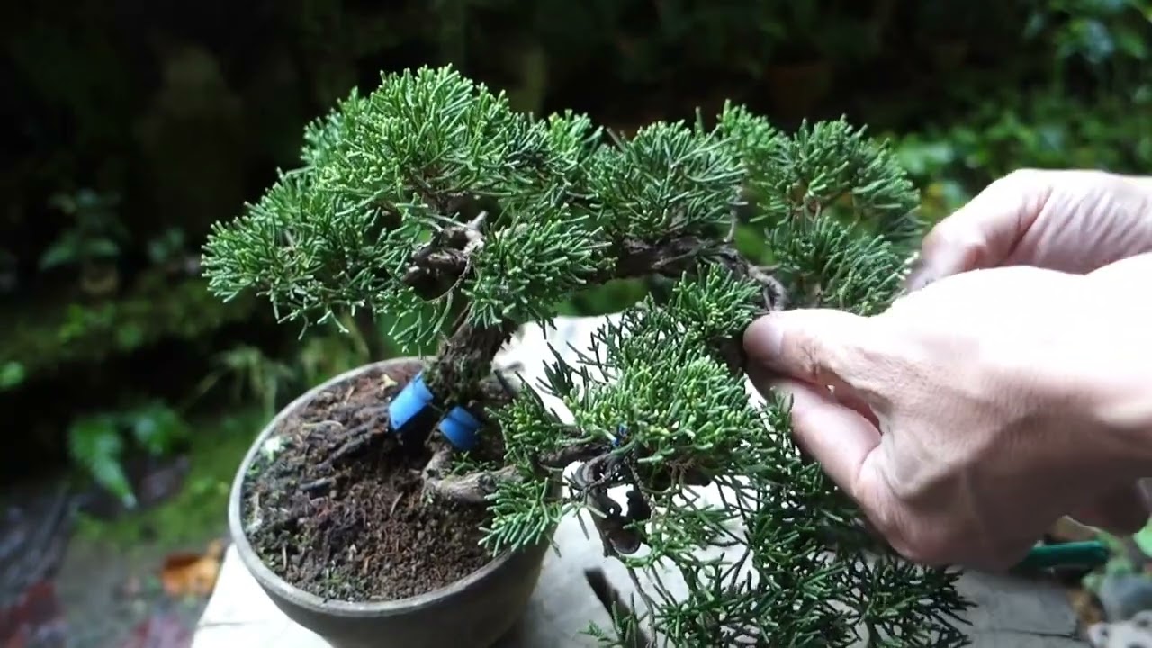 ♯1のその後】挿し木から育てた真柏（シンパク）樹形の手直し ♯588