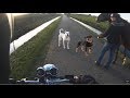 ANIMALS vs BIKERS - (ANIMALS ATTACK MOTORBIKES & CYCLIST) - Vicious Dogs, Birds, Cat hits! [Ep #06]