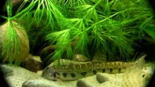 Cobitis sp3 2