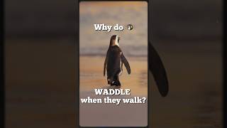 Why Do Penguins Waddle? | Fun Animal Facts for Kids #Shorts #learningmole