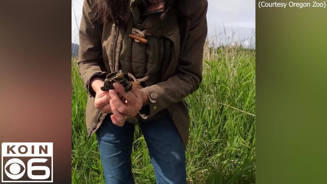 11 endangered turtles returned to the wild by Oregon Zoo - YouTube