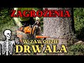 Zagrożenia w zawodzie DRWALA || Okiem ZULa