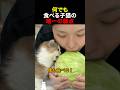何でも食べる子猫の唯一の弱点