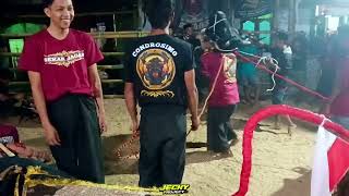 Download Lagu kalapan bantengan sekar jagad condrosimo live baran gelendangan MP3