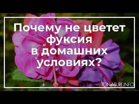 Почему не цветет фуксия в домашних условиях? | toNature.Info