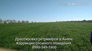 Дрессировка собак в Анапском районе анапа Дрессировка собак в Анапском районе анапа