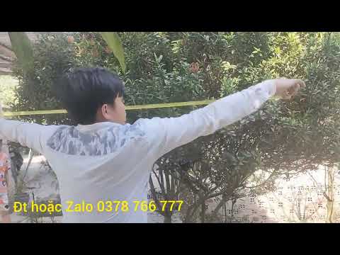 Video Bông trang tàn,trang đỏ,lá nhỏ ,chào bán 18/01/2022 LH... - youtube
