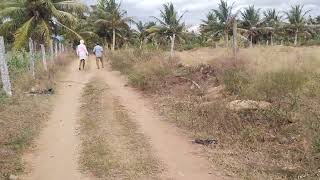 Sale agriculture land on 3 acrs 0:04 Gunta Red and Sand soil Lingyath land C H N 13 km 