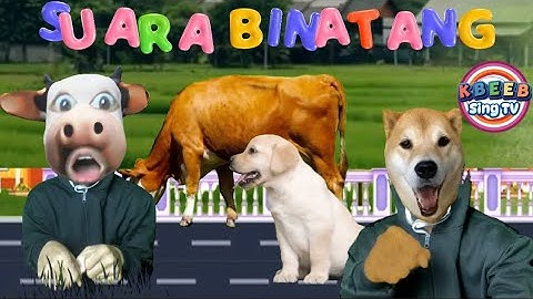 SUARA BINATANG Lagu Lucu untuk anak