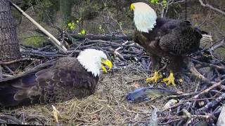 AEF-DC EAGLE CAM 🐣 INCREDIBLE MOMENT AN EAGLET IS HATCHED 'WELCOME DC4!'