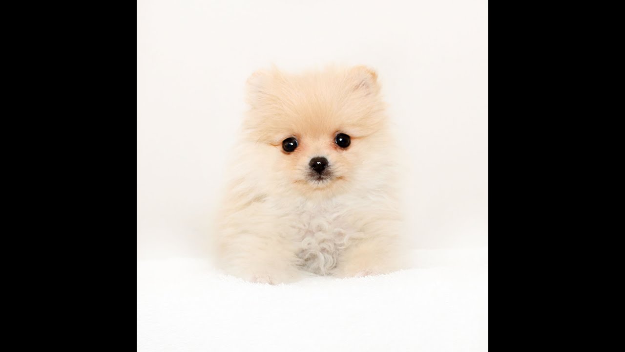 トイプー・ヨーキー・チワワ・マルチーズ・パグ・ダックス・シーズ・ポメ・コーギー, image size:1280x720