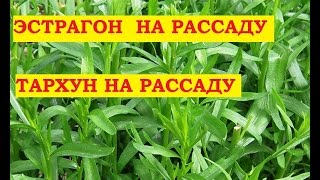 видео Эстрагон (тархун): полезные свойства и противопоказания. Рецепт напитка из тархуна