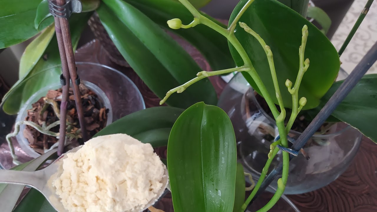 📢ORKİDELERİNİZE BİR KAŞIK VERİN KÖKLERİ COŞSUN VE GÜÇLENSİN✅ORKİDE GENÇLEŞTİREN KÜR TARİFİ 💪