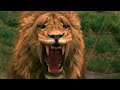 Narnia Deep Magic Aslan And Jadis Talk 4k 60fps IMAX
