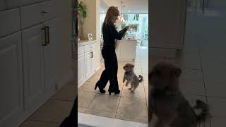 Benny the Snorkie dog letting mom know he wants dinner by jumping - Yorkie & Mini Schnauzer mix