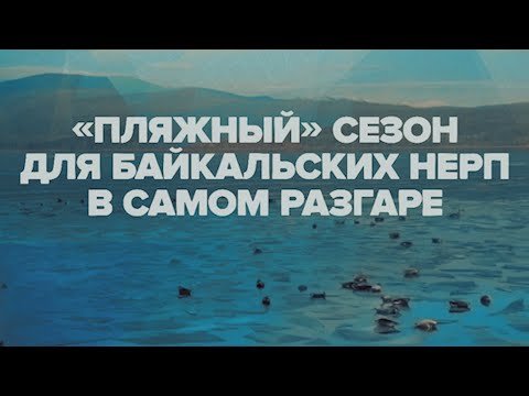 Продолжение «пляжного» сезона: сотни нерп выползли на первый лёд Байкала