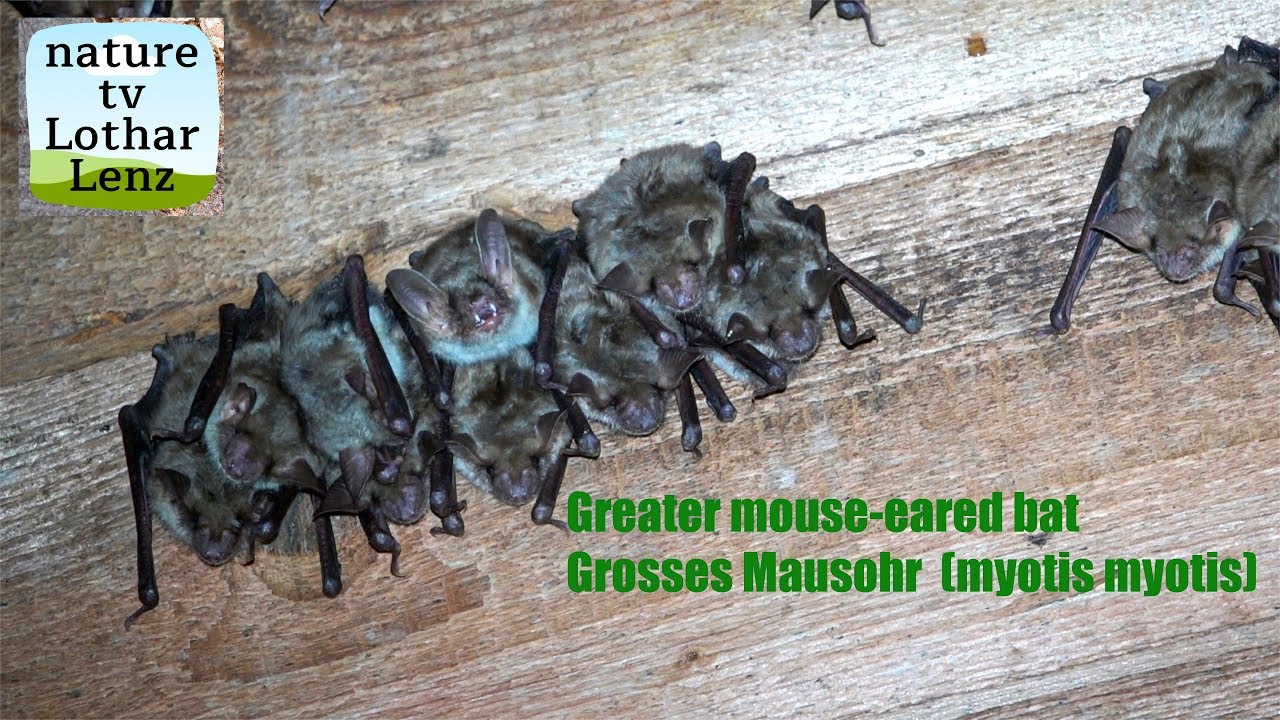 Greater MouseEared Bat. Großes Mausohr (Myotis myotis). Moseltal 24.4.
