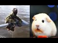 Ozzy Man Reviews: Animals Relaxing #3