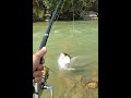 Fishing Beast Mode 🎣🔥 #Fishing #Angler #BigCatch #OutdoorLife #Shorts #ViralNow #BigFish #Angling