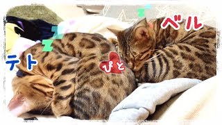 ベルテト夫婦の久々仲良しタイムが幸せにあふれてます