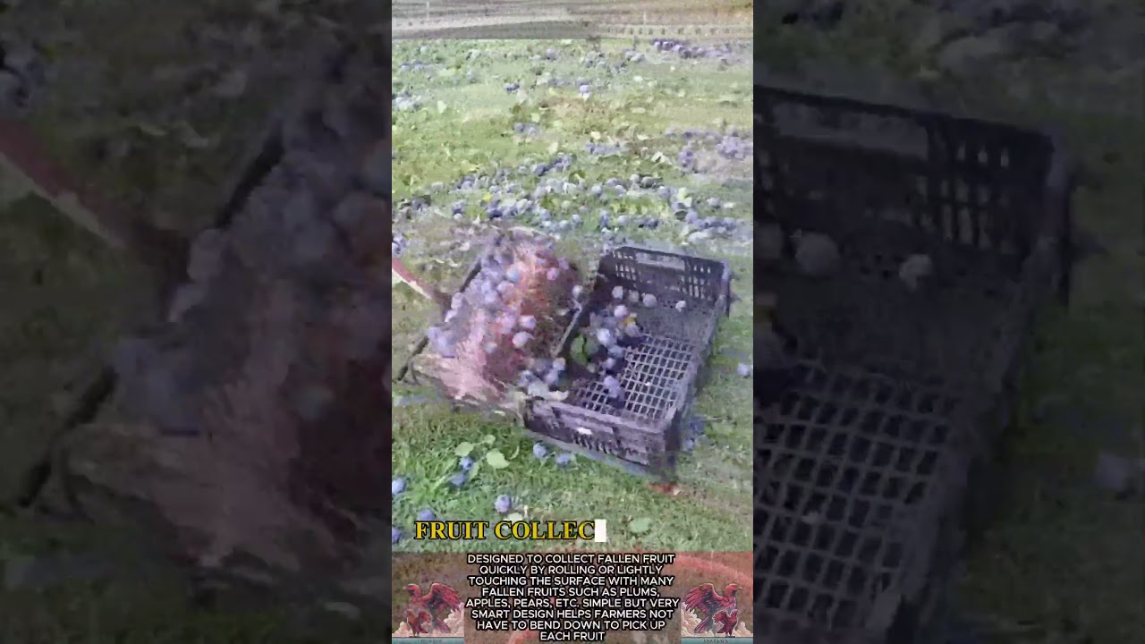 Fruit harvesting tools || Rural secrets