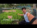 Agarwood Plant || अगरवुड का पौधा || BJB NURSERY