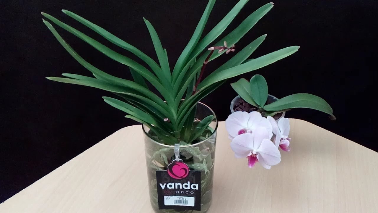 Orquídea Vanda: Recuperación y trasplante a maceta con sustrato! (1/2)