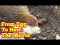 From Egg to Hen: The Movie